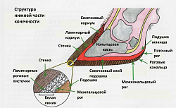 Доступна услуга расчистка копыт!!!