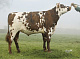 HALIBA