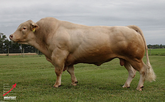 INRA 95