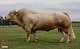 INRA 95