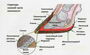 Качество копыта: как его добиться?